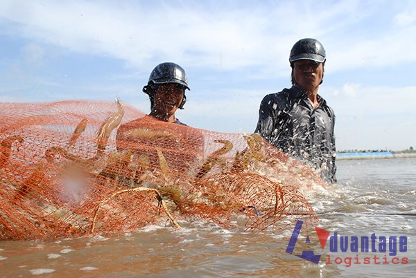 Nhìn lại xuất khẩu 2019, ai cũng vui trừ nông dân