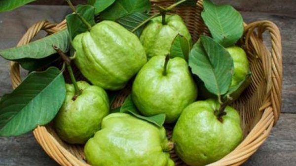 Nga Tăng Nhập Khẩu Trái Xoài Ổi Và Măng Cụt Từ Thị Trường Việt Nam