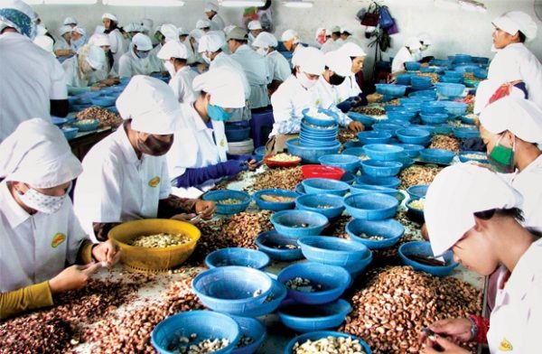 Ngành Điều Của Việt Nam Vẫn Phát Triển Nhưng Không Nổi Bật