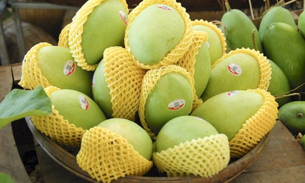 Việt Nam xuất khẩu xoài sang Trung Quốc