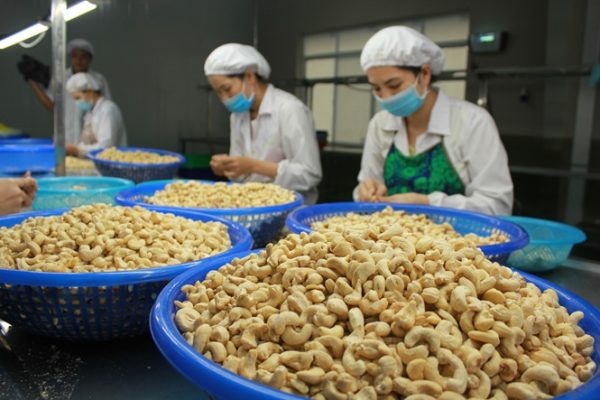 Ngành Điều Của Việt Nam Vẫn Phát Triển Nhưng Không Nổi Bật