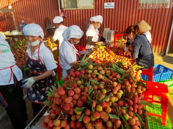 Xuất khẩu vải thiều đi Úc