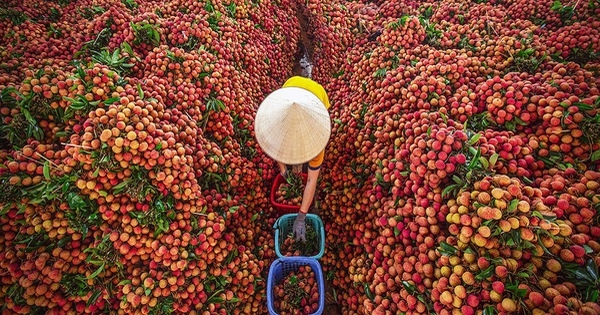 vải thiều Lục Ngạn