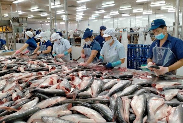 Các sản phẩm cá tra xuất khẩu phải tuân theo các tiêu chuẩn an toàn thực phẩm nghiêm ngặt của EU