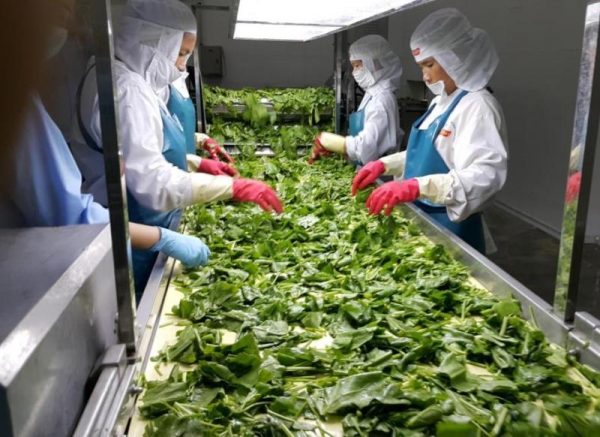 Nhập Khẩu Nông Sản