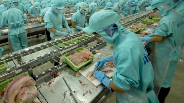 Quy Định Kiểm Dịch Thuỷ Sản