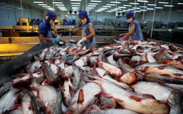 52 Lô Hàng Thủy Sản Xuất Khẩu Của Việt Nam Bị Trung Quốc Trả Về