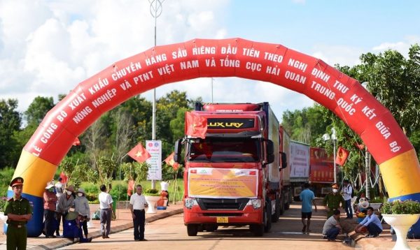 Xuất khẩu sầu riêng chính ngạch sang Trung Quốc