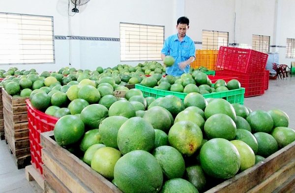 Hoa Kỳ nhập khẩu bưởi Việt Nam