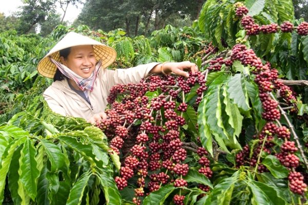 xuatkhaucaphevietnam + advantage