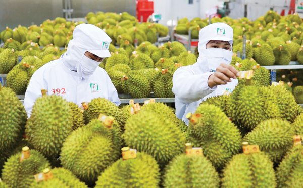 xuất khẩu sầu riêng