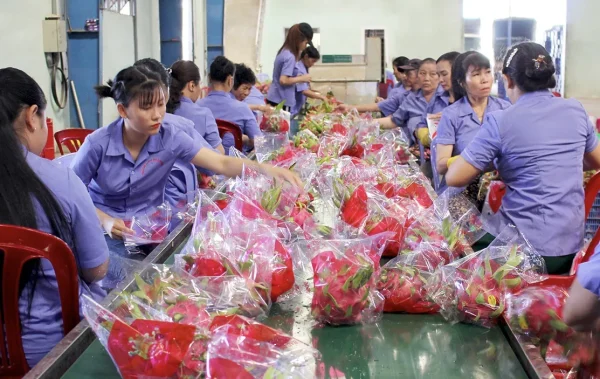 xuất khẩu thanh long - Advantage Logistics