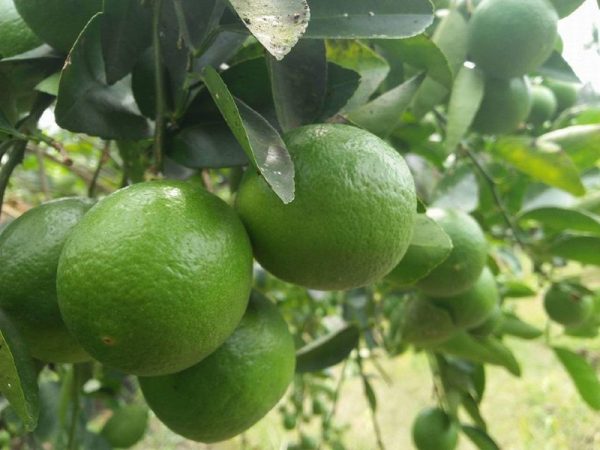 trung-quoc-mo-cua-thi-truong-cho-buoi-chanh-cua-viet-nam-advantage-logistics