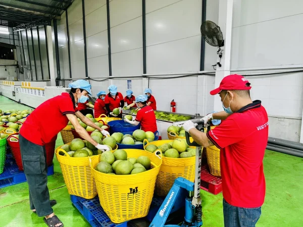 xuất khẩu bưởi sang Việt Nam - Advantage Logistics