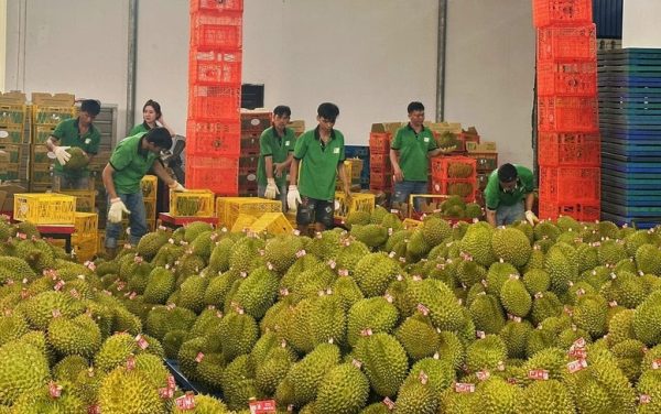 xuất khẩu sầu riêng - advantage logistics