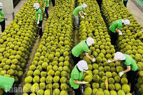 Triển Khai Đồng Bộ Mã Đơn Vị Hải Quan - advantage logistics