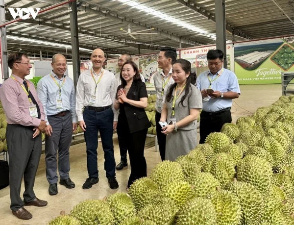 350.000 tấn sầu riêng Đắk Lắk nguy cơ bị 'tuýt còi' xuất khẩu