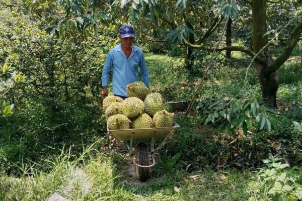 an-do-chinh-thuc-mo-cua-thi-truong-cho-sau-rieng-tuoi-viet-nam-advantage-logistics (2)