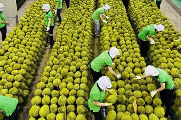 an-do-chinh-thuc-mo-cua-thi-truong-cho-sau-rieng-tuoi-viet-nam-advantage-logistics