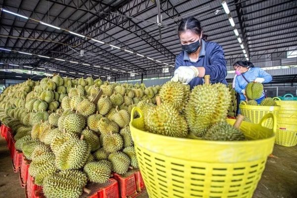 xuất khẩu sầu riêng - Advantage Logistics