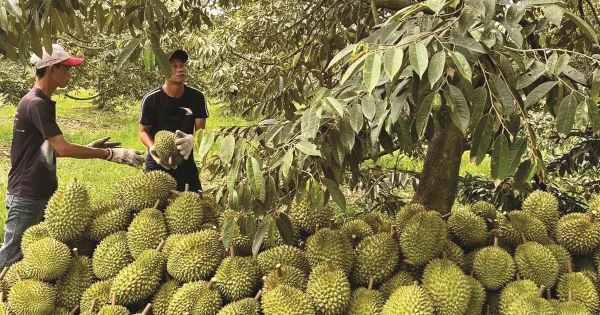 mã vùng trồng sầu riêng - advantage logistics