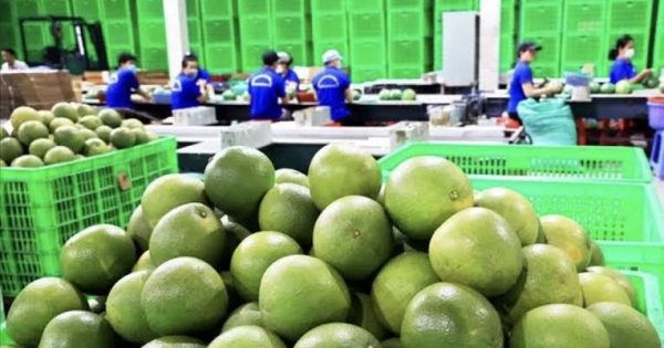 úc nhập khẩu bưởi việt nam - advantage logistics