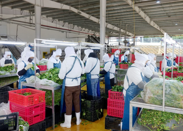 Chế Biến Nông Sản Ở Nông Thôn - advantage logistics