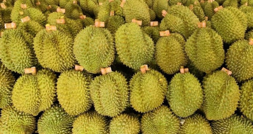 2000 container sầu riêng - Advantage Logistics