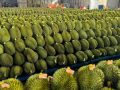 Cơ Sở Đóng Gói Nông Sản - advantage Logistics
