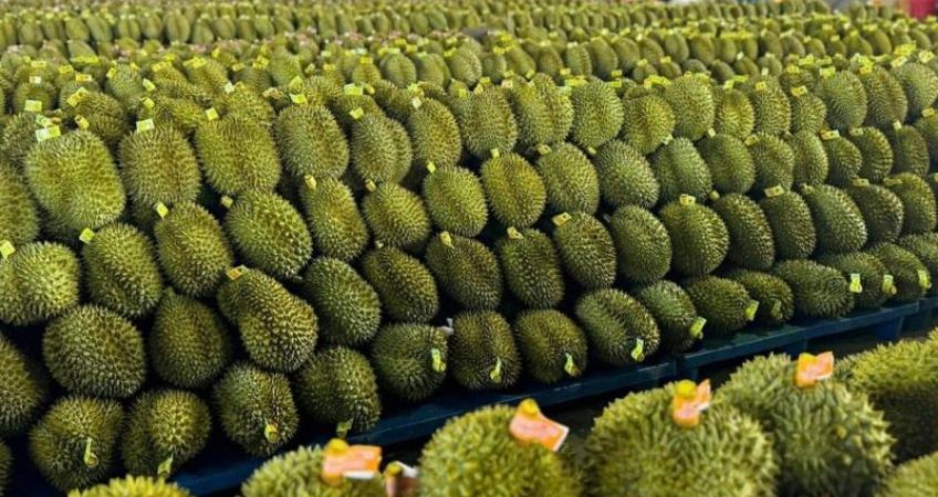 Cơ Sở Đóng Gói Nông Sản - advantage Logistics