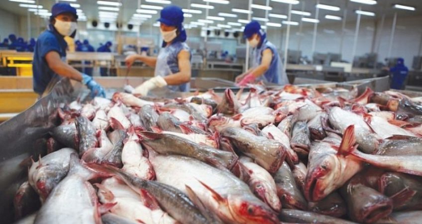 “Top” 5 Tỉnh, Thành Phố Xuất Khẩu Thủy Sản Dẫn Đầu Cả Nước