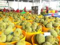 Trung Quốc Vừa Cấp Thêm Gần 570 Mã Vùng Trồng Sầu Riêng Việt Nam - advantage logistics