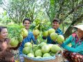 le-cong-bo-xuat-khau-trai-buoi-cua-viet-nam-sang-uc-advantage-logistics