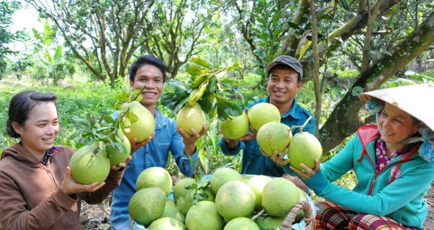 le-cong-bo-xuat-khau-trai-buoi-cua-viet-nam-sang-uc-advantage-logistics