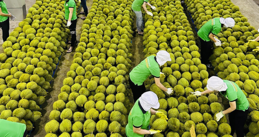 nông sản xuất khẩu - advantage logistics