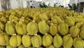 tinh-dak-lak-sau-ring-advantage-logistics