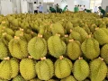tinh-dak-lak-sau-ring-advantage-logistics