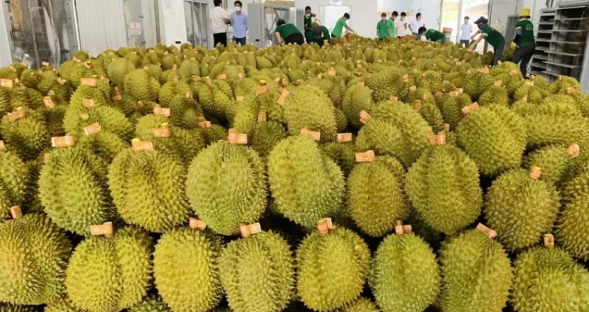 tinh-dak-lak-sau-ring-advantage-logistics