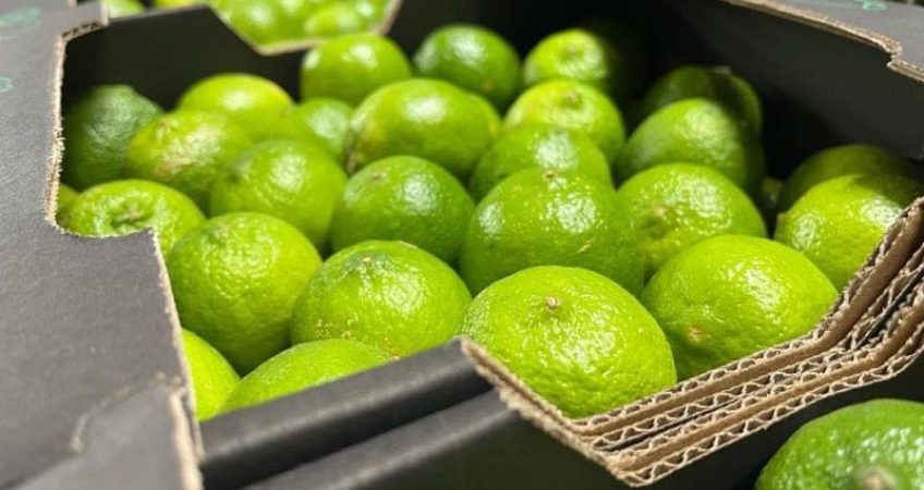 xuat-khau-chanh-tuoi-advantage-logistics