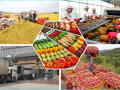 xuất khẩu nông sản - advantage logistics