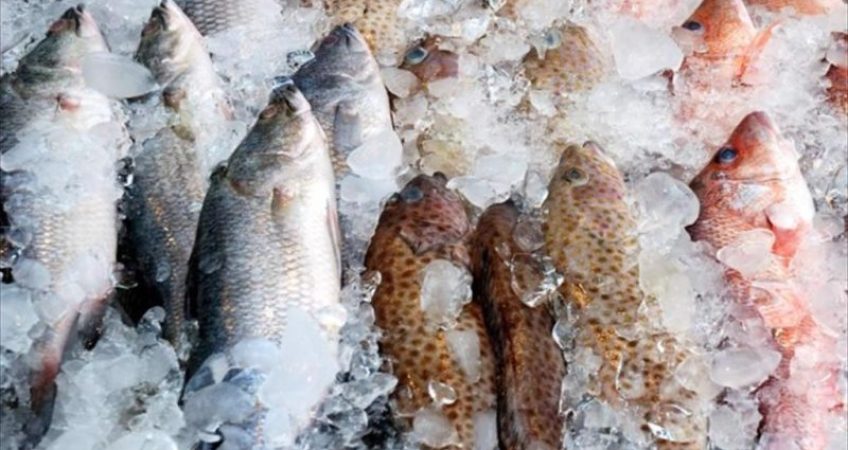 xuất khẩu thủy sản - Advantage Logistics